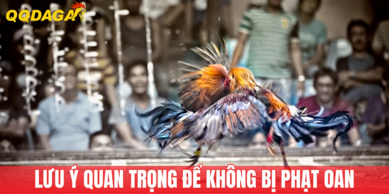 Lưu ý để không bị phạt khi đi xem đá gà