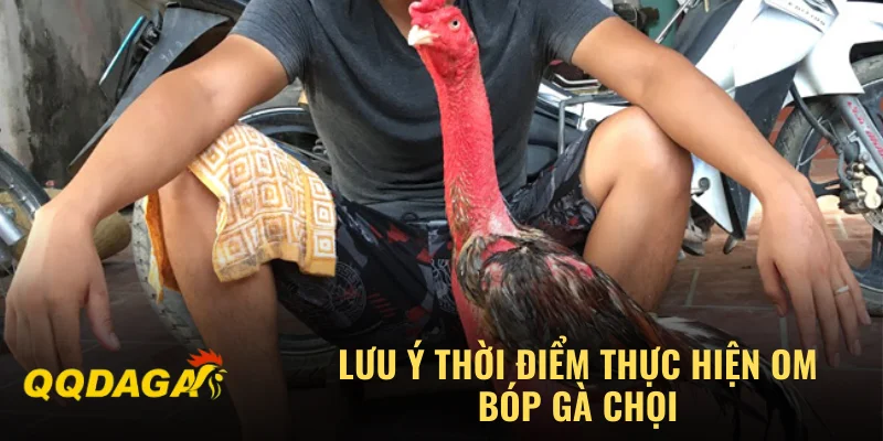 Lưu ý thời điểm thực hiện om bóp gà chọi