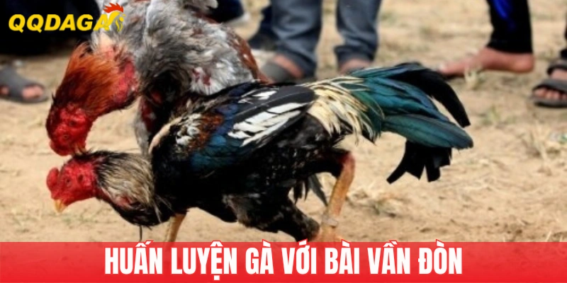 Luyện kỹ năng vần đòn cho gà nảy nòi