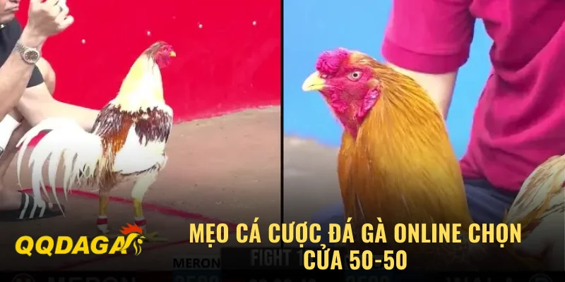 Mẹo cá cược đá gà online chọn cửa 50-50