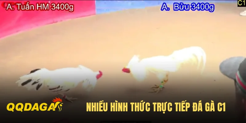 Nhiều hình thức trực tiếp đá gà C1 Campuchia