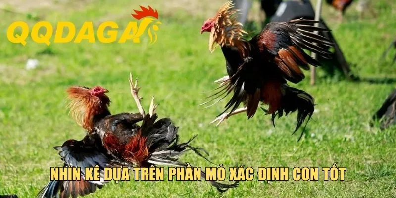 Nhìn kê dựa trên phần mỏ xác định con tốt
