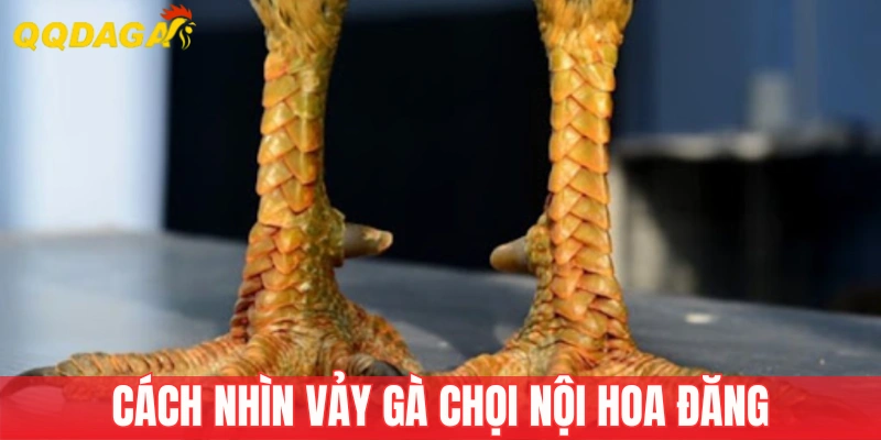 Cách nhìn vảy gà chọi Nội Hoa Đăng