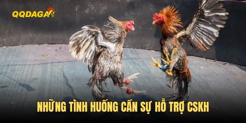 Những tình huống cần sự hỗ trợ của CSKH