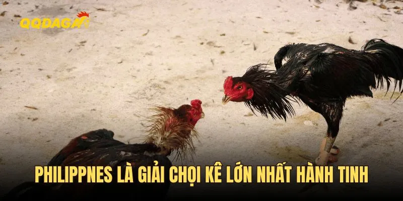 Philippines là giải chọi kê lớn nhất hành tinh