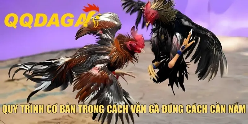 Quy trình cơ bản trong cách vần gà đúng cách cần nắm
