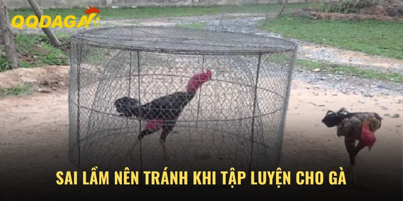 Sai lầm nên tránh khi tập luyện cho gà đá