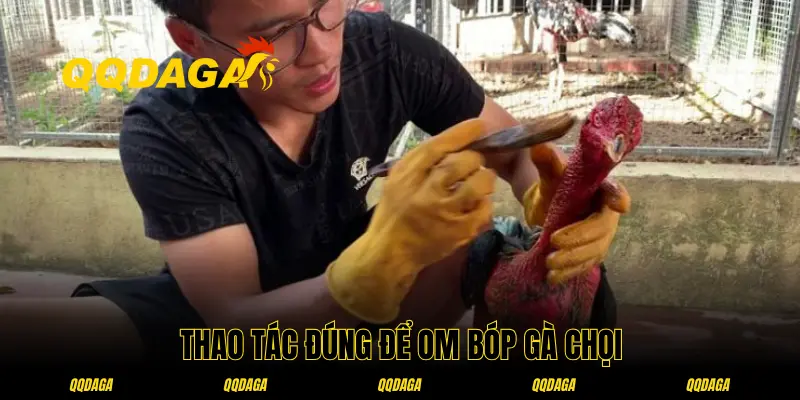 Thao tác chính trong công việc om bóp gà chọi