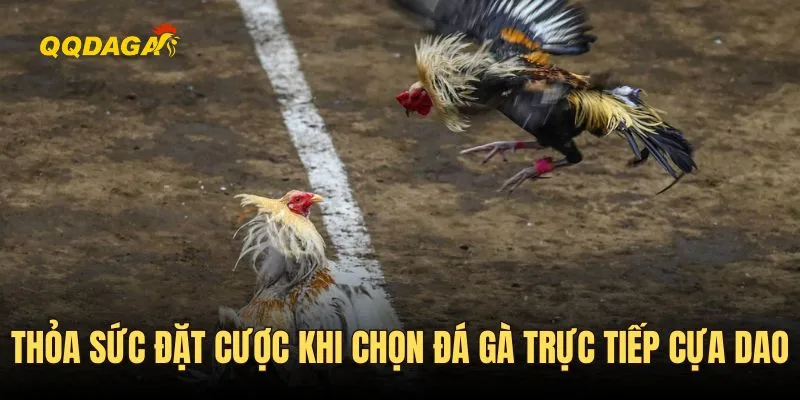 Thỏa sức đặt cược khi chọn đá gà trực tiếp cựa dao