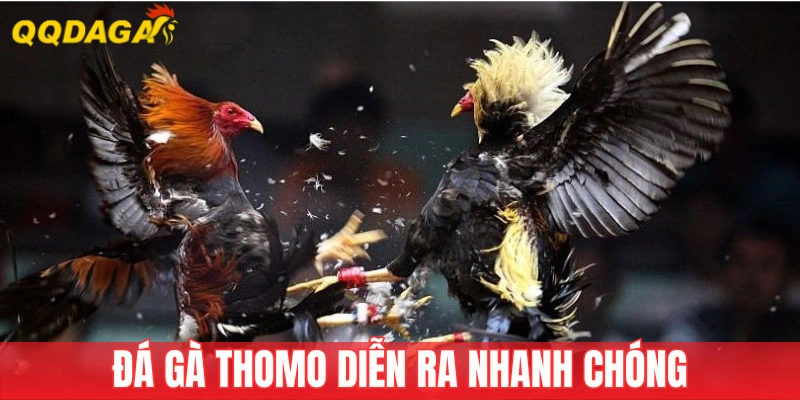 Trận đá gà trực tiếp Thomo diễn ra rất nhanh