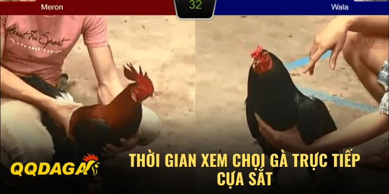 Thời gian xem chọi gà trực tiếp cựa sắt