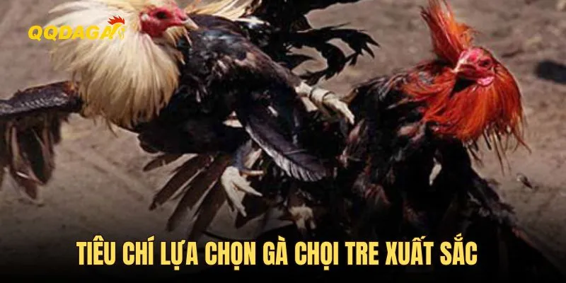 Tiêu chí lựa chọn gà chọi tre xuất sắc