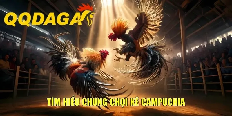 Tìm hiểu chung chọi kê Campuchia