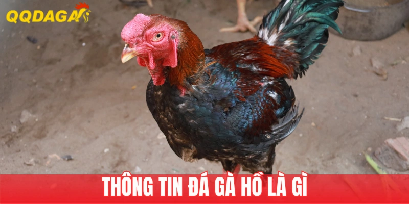 Thông tin về đá gà hồ là gì