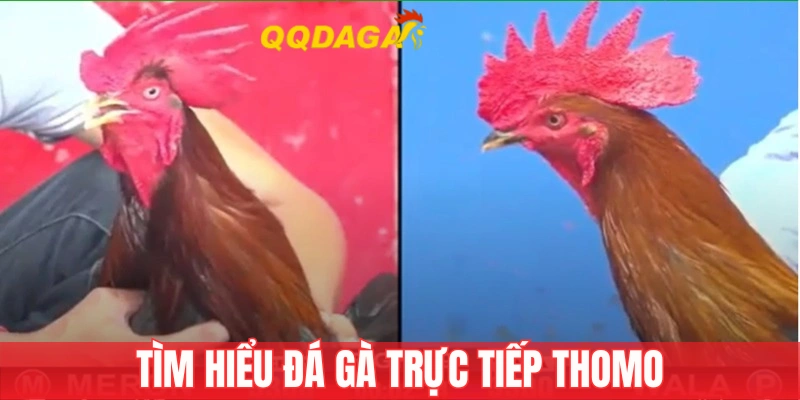 Tìm hiểu đá gà trực tiếp Thomo