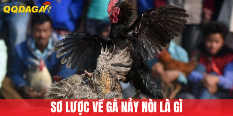 Tìm hiểu gà nảy nòi là gì