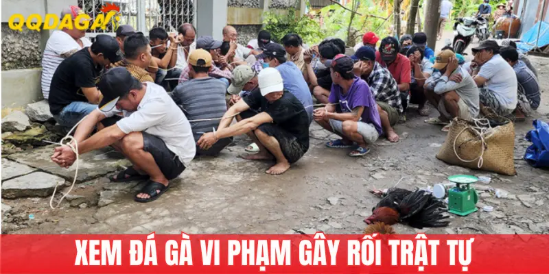 Giải thích lý do đi xem đá gà bị phạt