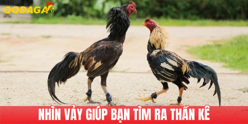 Học cách nhìn vảy gà chọi tìm ra thần kê giá trị