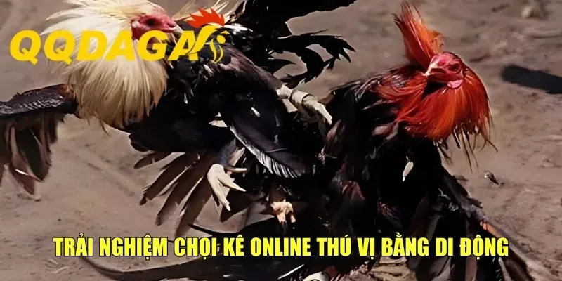 Trải nghiệm chọi kê online thú vị bằng di động