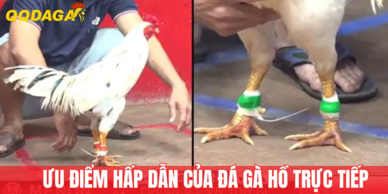 Ưu điểm khi chơi đá gà hồ online