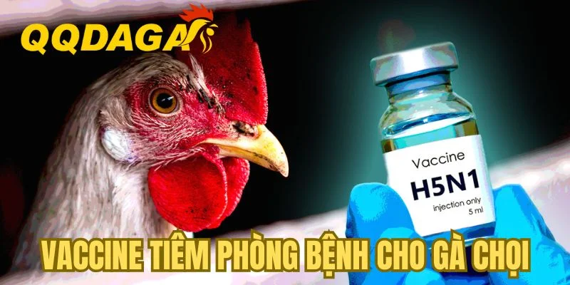 Vaccine tiêm phòng bệnh cho gà chọi