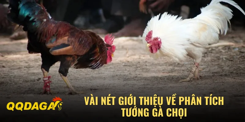 Vài nét giới thiệu về phân tích tướng gà chọi