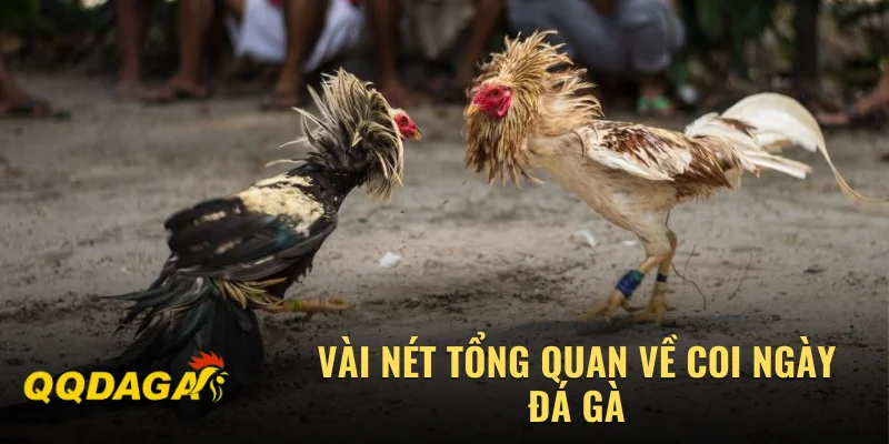 Vài nét tổng quan về coi ngày đá gà