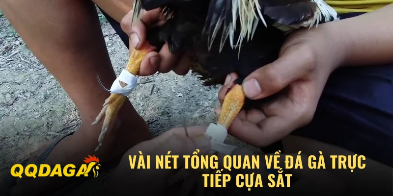 Vài nét tổng quan về đá gà trực tiếp cựa sắt