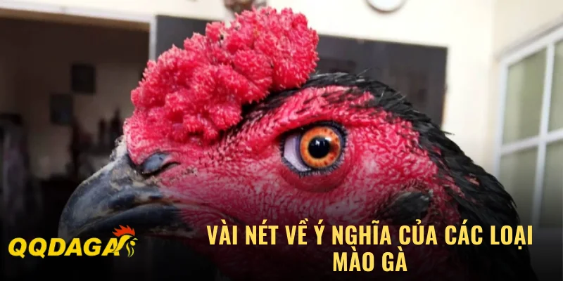 Vài nét về ý nghĩa của các loại mào gà