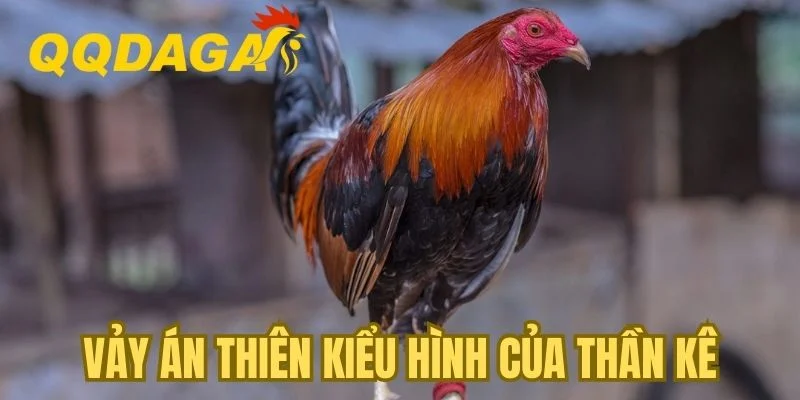 Vảy Án Thiên - Kiểu hình của thần kê