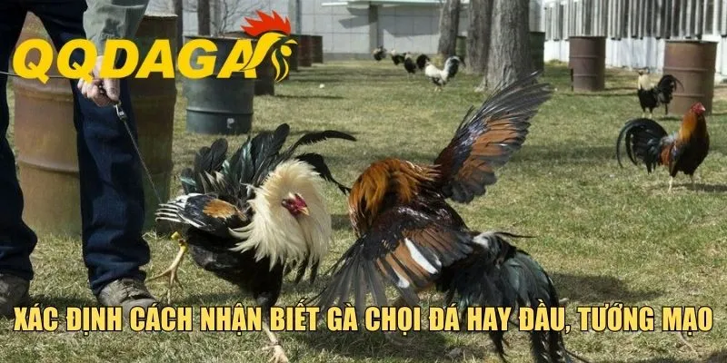Xác định cách nhận biết gà chọi đá hay đầu, tướng mạo