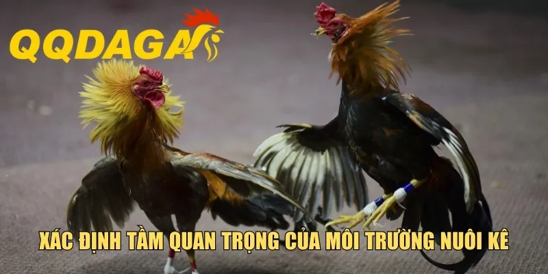 Xác định tầm quan trọng của môi trường nuôi kê