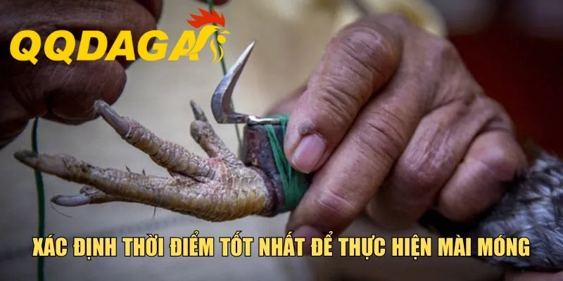 Xác định thời điểm tốt nhất để thực hiện mài móng