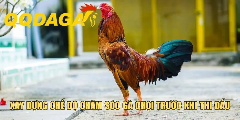 Xây dựng chế độ chăm sóc gà chọi trước khi thi đấu