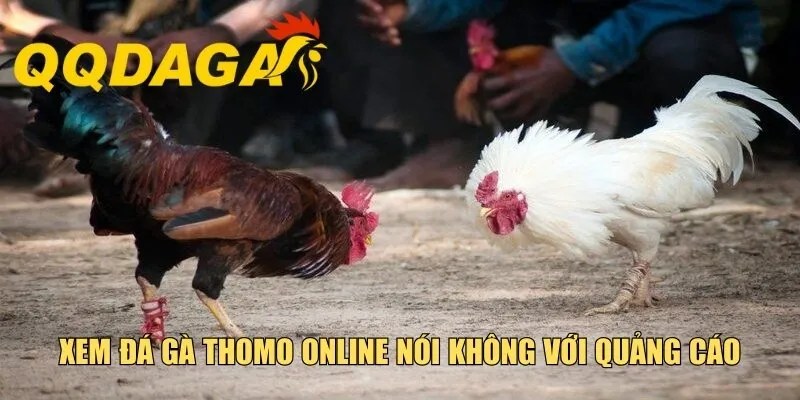 Xem đá gà Thomo online nói không với quảng cáo