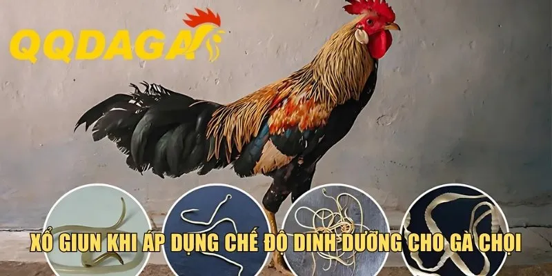 Xổ giun khi áp dụng chế độ dinh dưỡng cho gà chọi