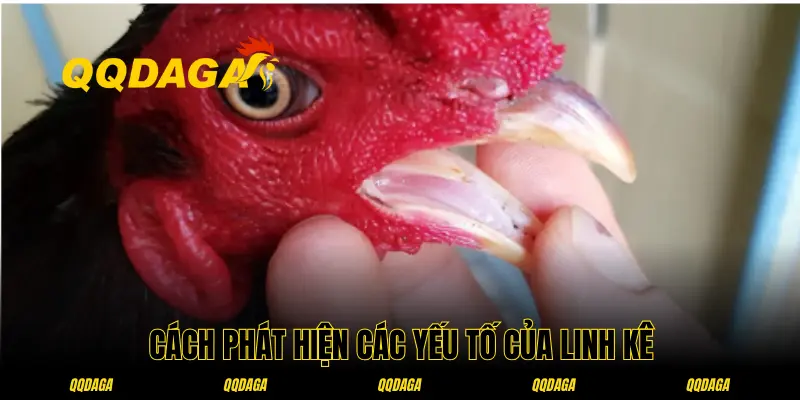 Yếu tố chính của một linh kê điển hình