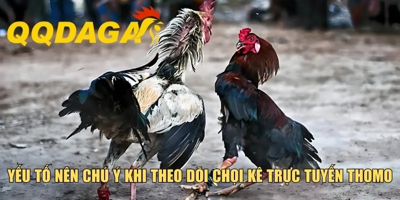 Yếu tố nên chú ý khi theo dõi chọi kê trực tuyến Thomo
