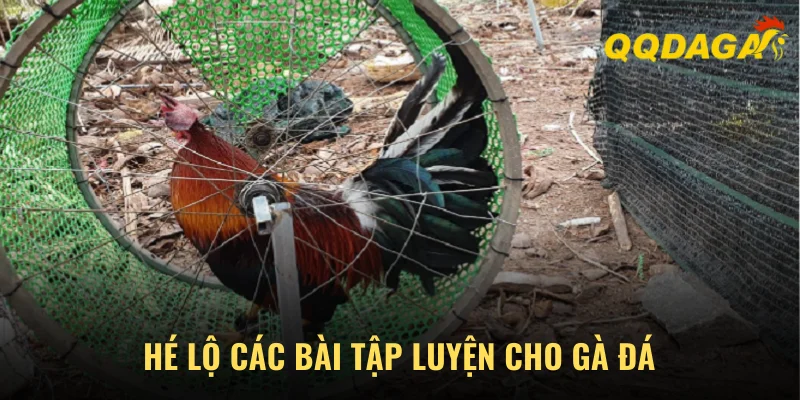 Hé Lộ Các Bài Tập Luyện Cho Gà Đá Bất Khả Chiến Bại