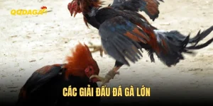 Các Giải Đấu Đá Gà Lớn - Sân Chơi Của Những Thần Kê Hàng Đầu