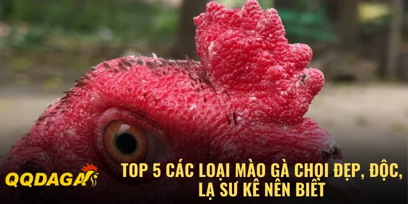 Top 5 Các Loại Mào Gà Chọi Đẹp, Độc, Lạ Sư Kê Nên Biết