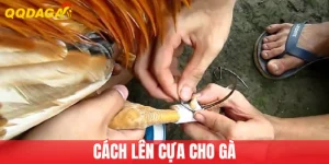 Cách Lên Cựa Gà Siêu Chuẩn, Tăng Sức Mạnh Chiến Đấu
