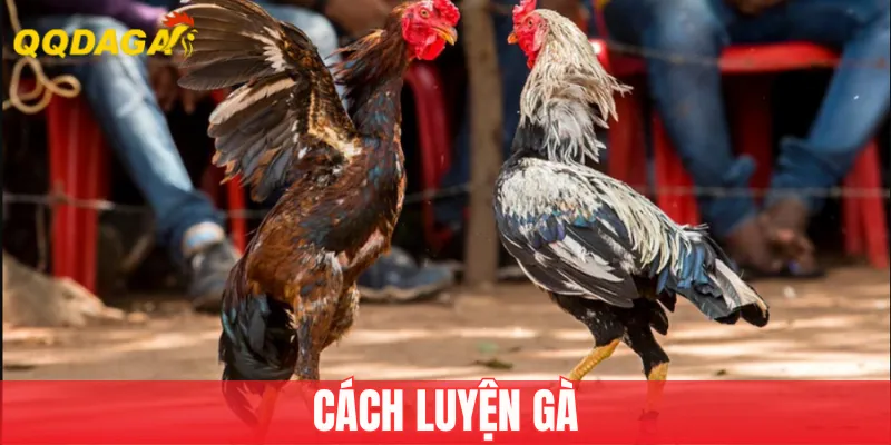 Cách Luyện Gà Đúng Phương Pháp, Hiệu Quả Cao Nhất