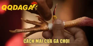 Cách Mài Cựa Gà Chọi - Phương Pháp Tăng Độ Bén Cực Tốt