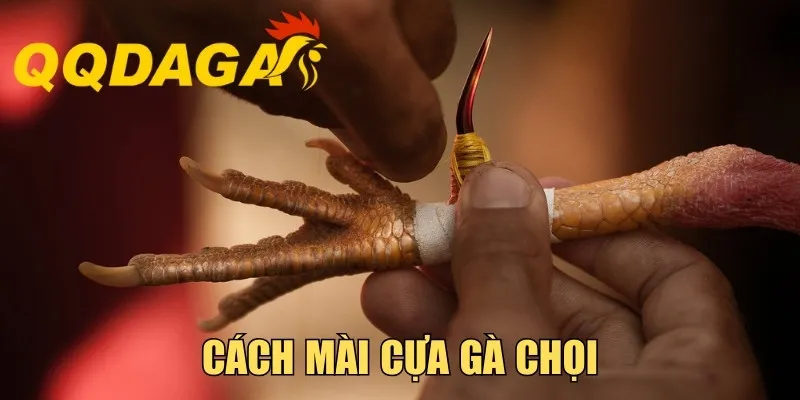 Cách Mài Cựa Gà Chọi - Phương Pháp Tăng Độ Bén Cực Tốt