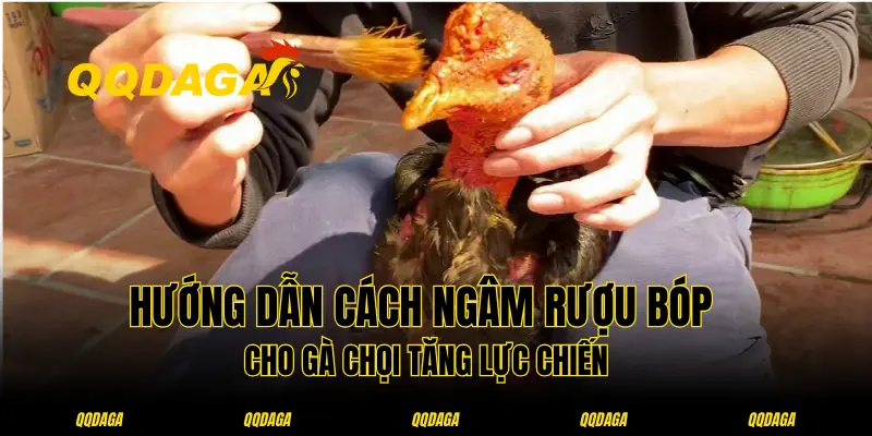 Hướng Dẫn Cách Ngâm Rượu Bóp Cho Gà Chọi Tăng Lực Chiến