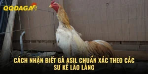 Cách Nhận Biết Gà Asil Chuẩn Xác Theo Các Sư Kê Lão Làng