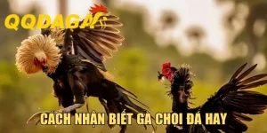 Cách Nhận Biết Gà Chọi Đá Hay Trước Khi Đặt Cược Hiệu Quả