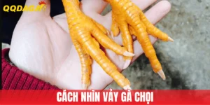 Cách Nhìn Vảy Gà Chọi Hay Chuẩn Nhất Từ Chuyên Gia
