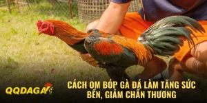 Cách Om Bóp Gà Đá Làm Tăng Sức Bền, Giảm Chấn Thương